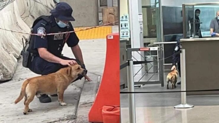 Cane arriva negli Stati Uniti attraversando la frontiera