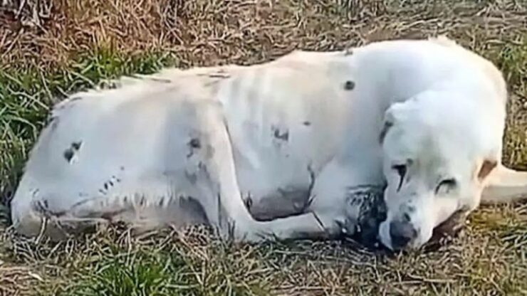Cane aspetta davanti ad una casa abbandonata per due anni