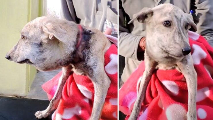 Cane con il collo gonfio salvato dai volontari