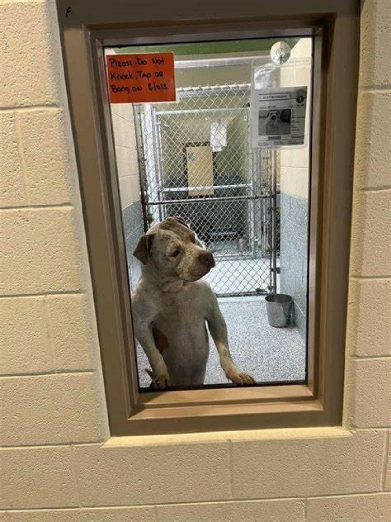 Cane guarda la porta nella speranza che entri qualcuno