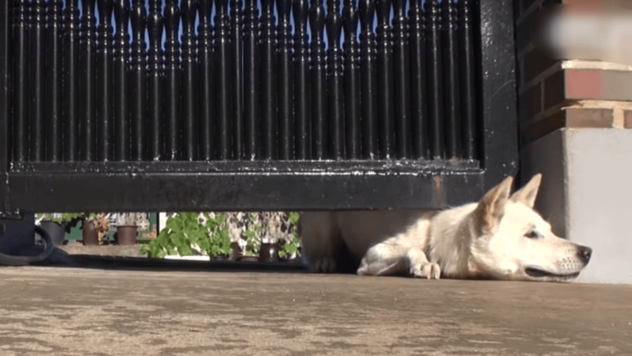 Cane infila la testa sotto il cancello di una proprietà privata