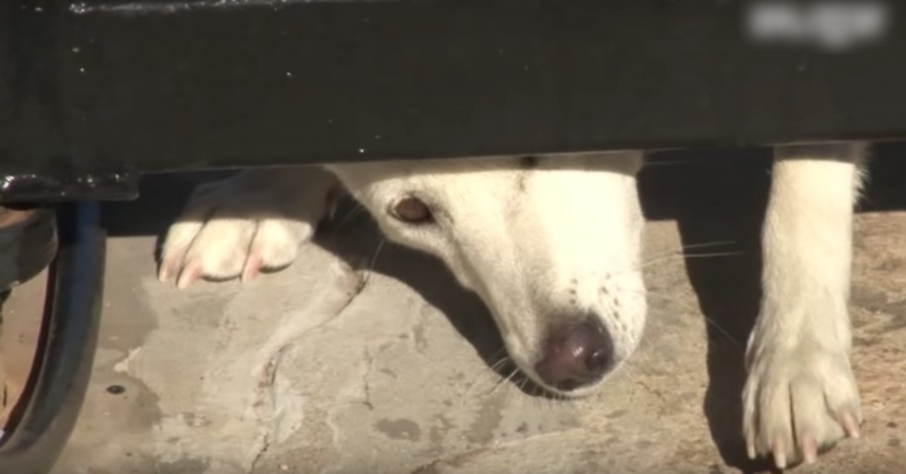 Cane infila la testa sotto il cancello di una proprietà privata