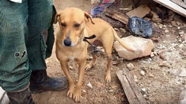 Cane legato ad una catena scopre la libertà