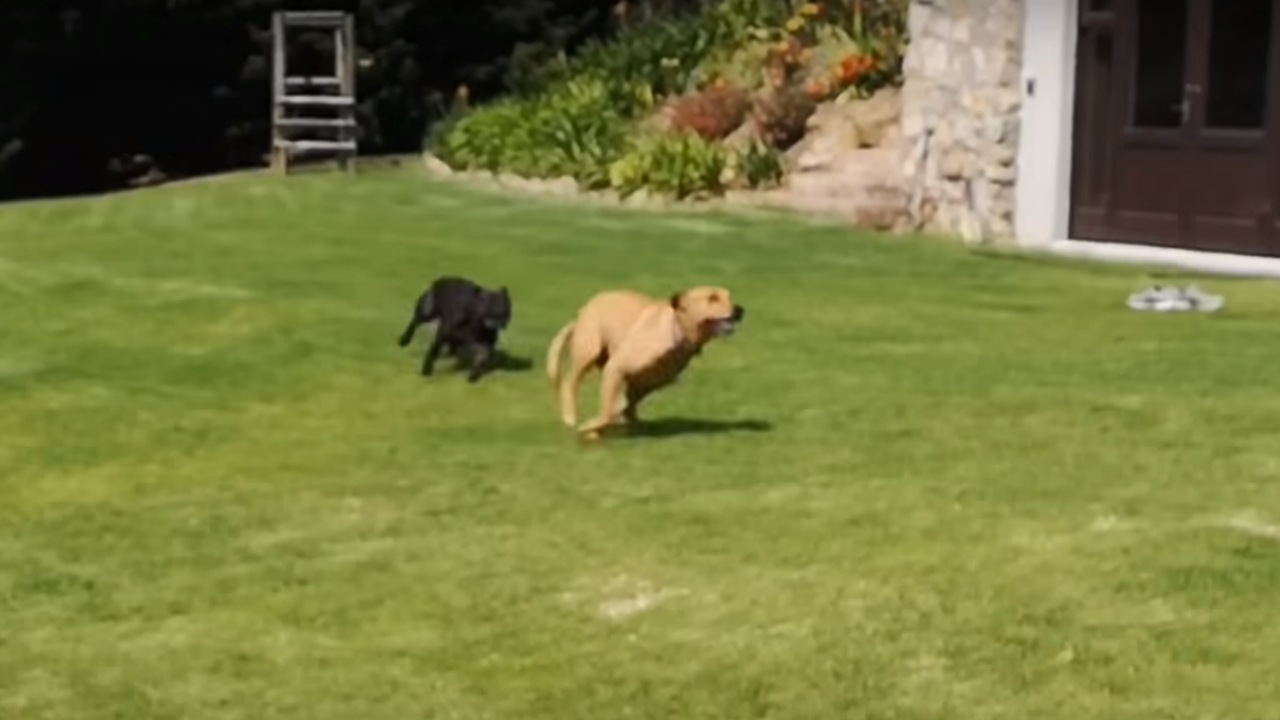 Cane legato ad una catena scopre la libertà