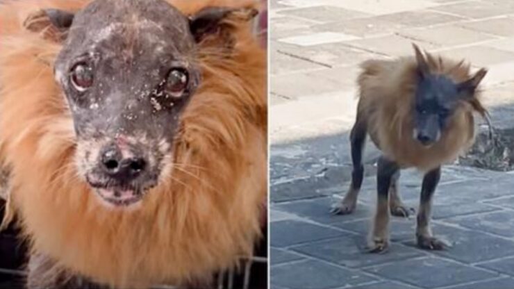 Cane leone deriso dai passanti
