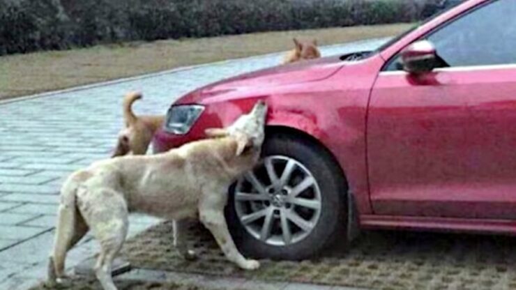 Cane maltrattato da un uomo