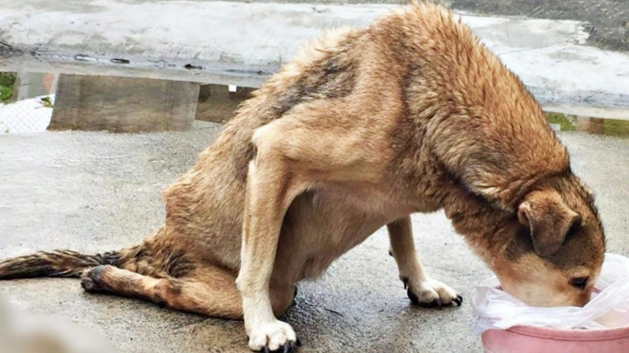 Cane paralizzato portato in una clinica veterinaria