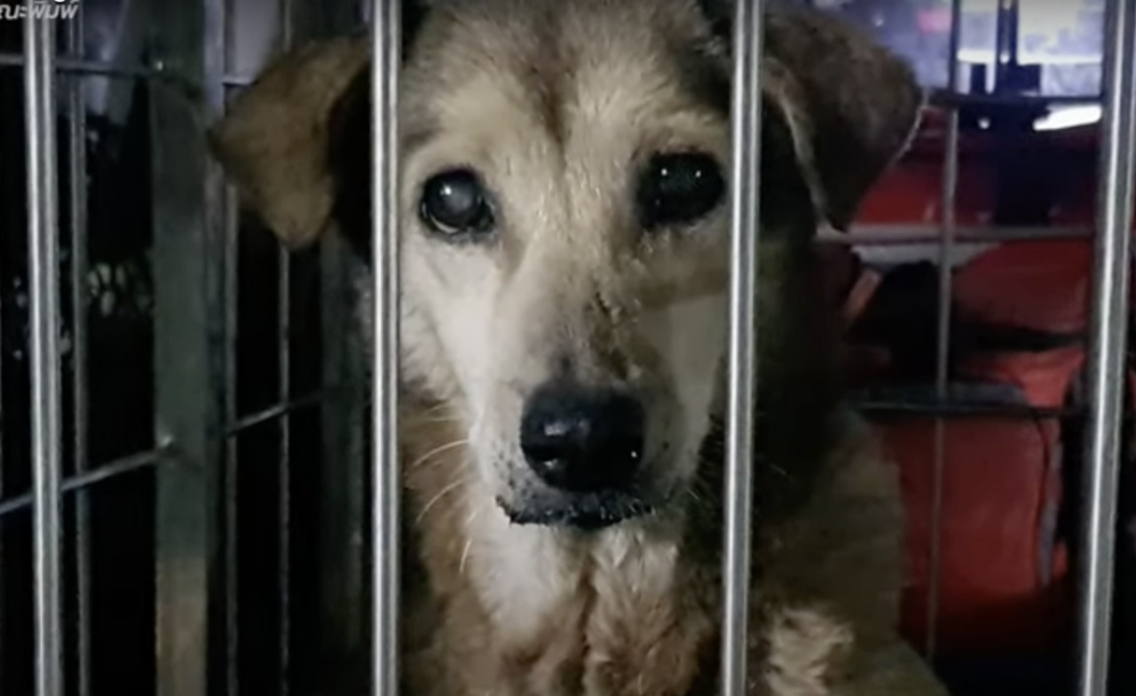 Cane paralizzato portato in una clinica veterinaria
