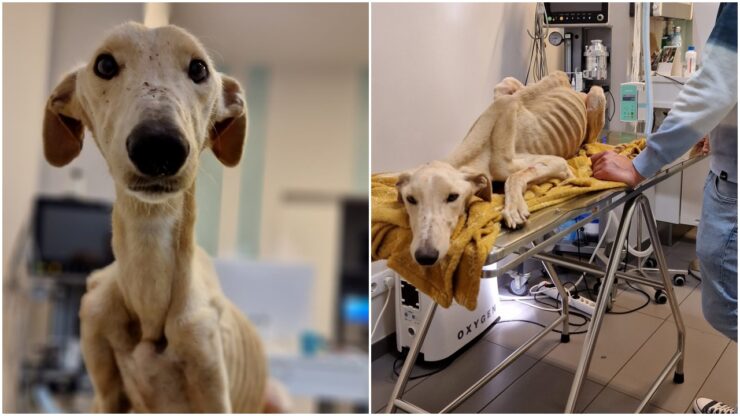 Cane pelle ed ossa abbandonato in una vecchia casa