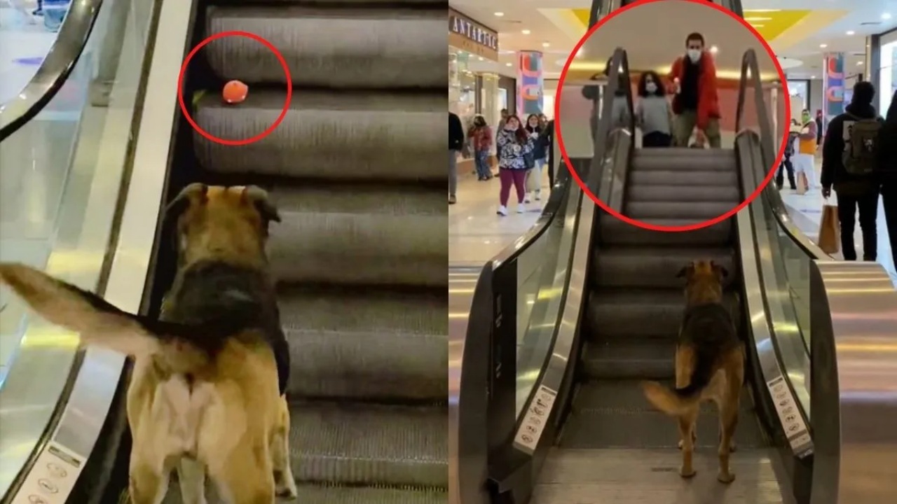 Cane randagio vive nel centro commerciale