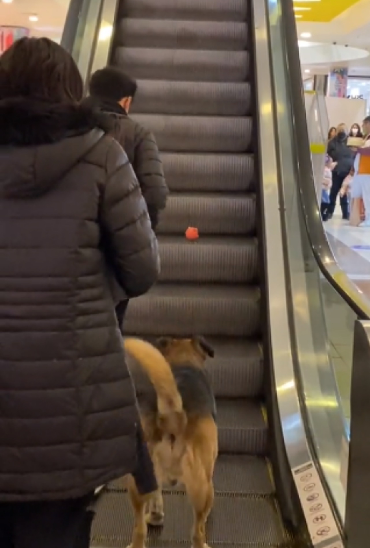 Cane randagio vive nel centro commerciale