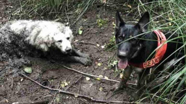 Cane soccorritore salva un cagnolino