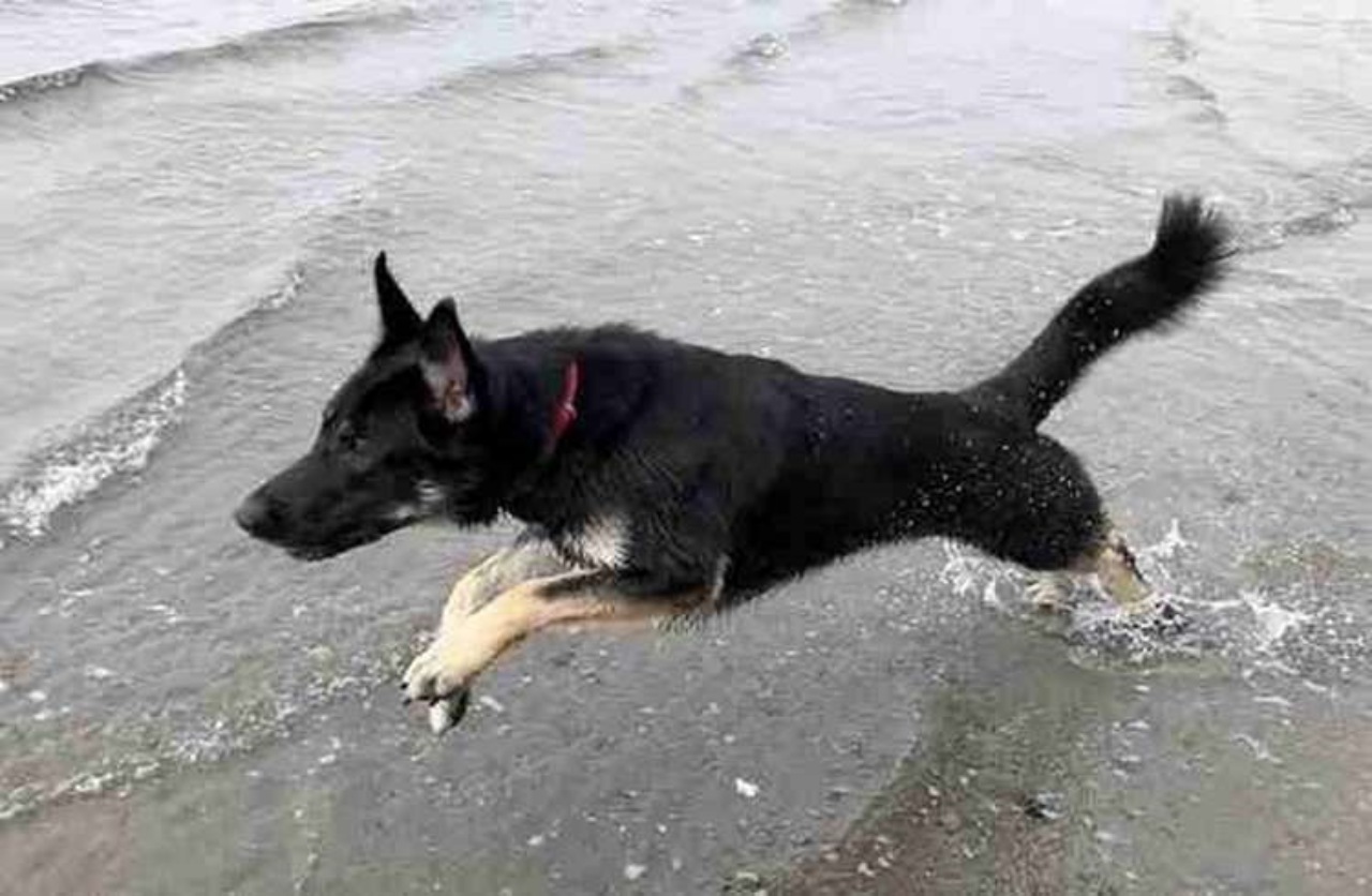 Cane soccorritore salva un cagnolino