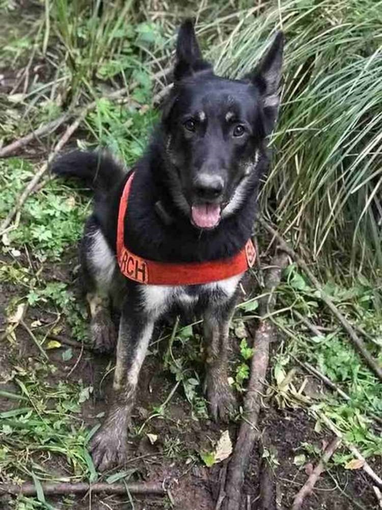 Cane soccorritore salva un cagnolino