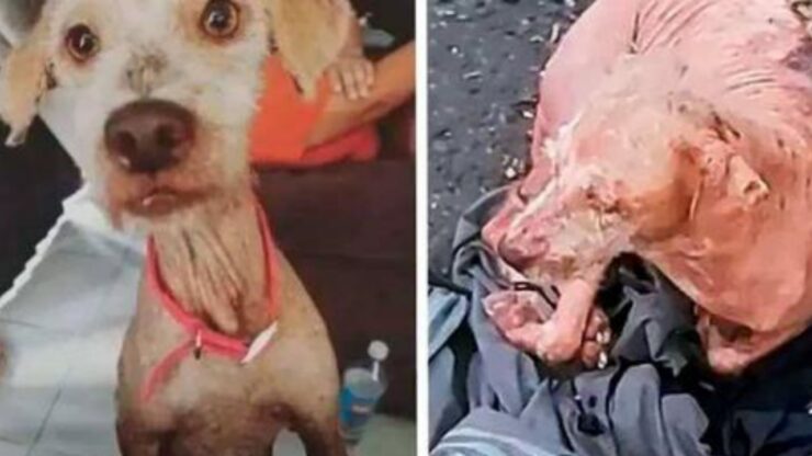 Cane tiene stretta la giacca del suo proprietario