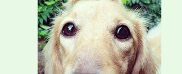 Cani