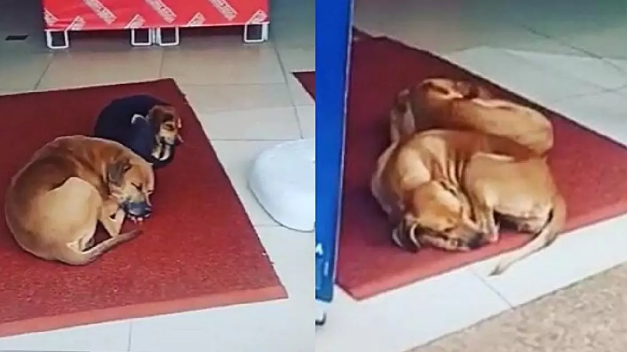 Cani accolti in un negozio durante la tempesta