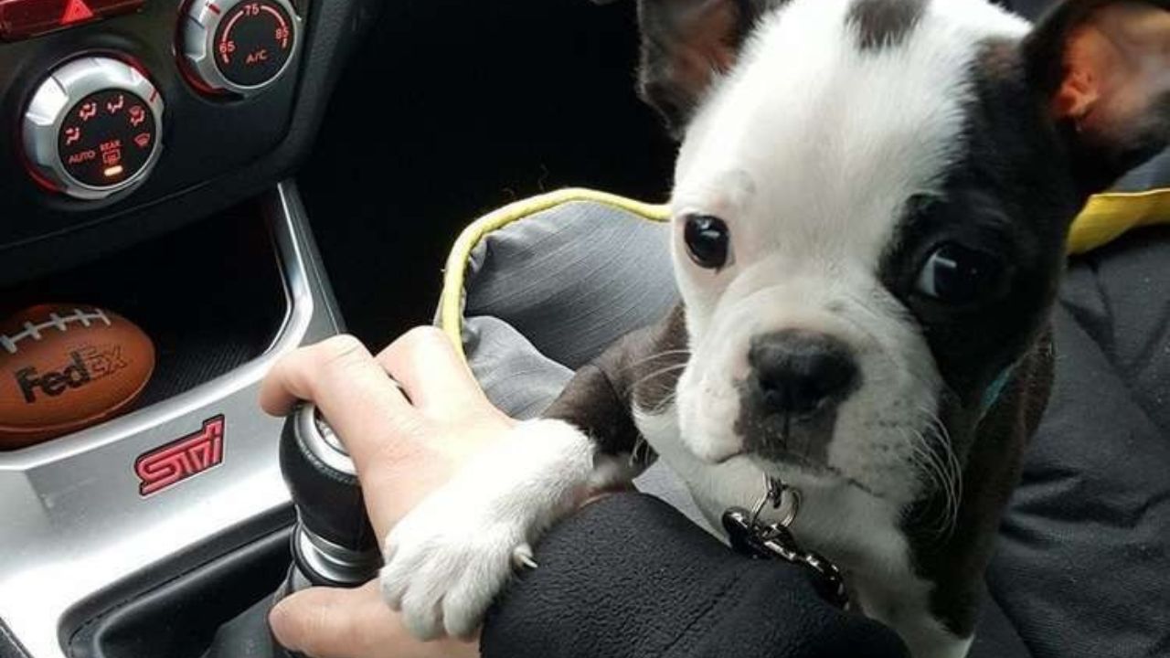 Cane cerca coccole dal padrone in auto