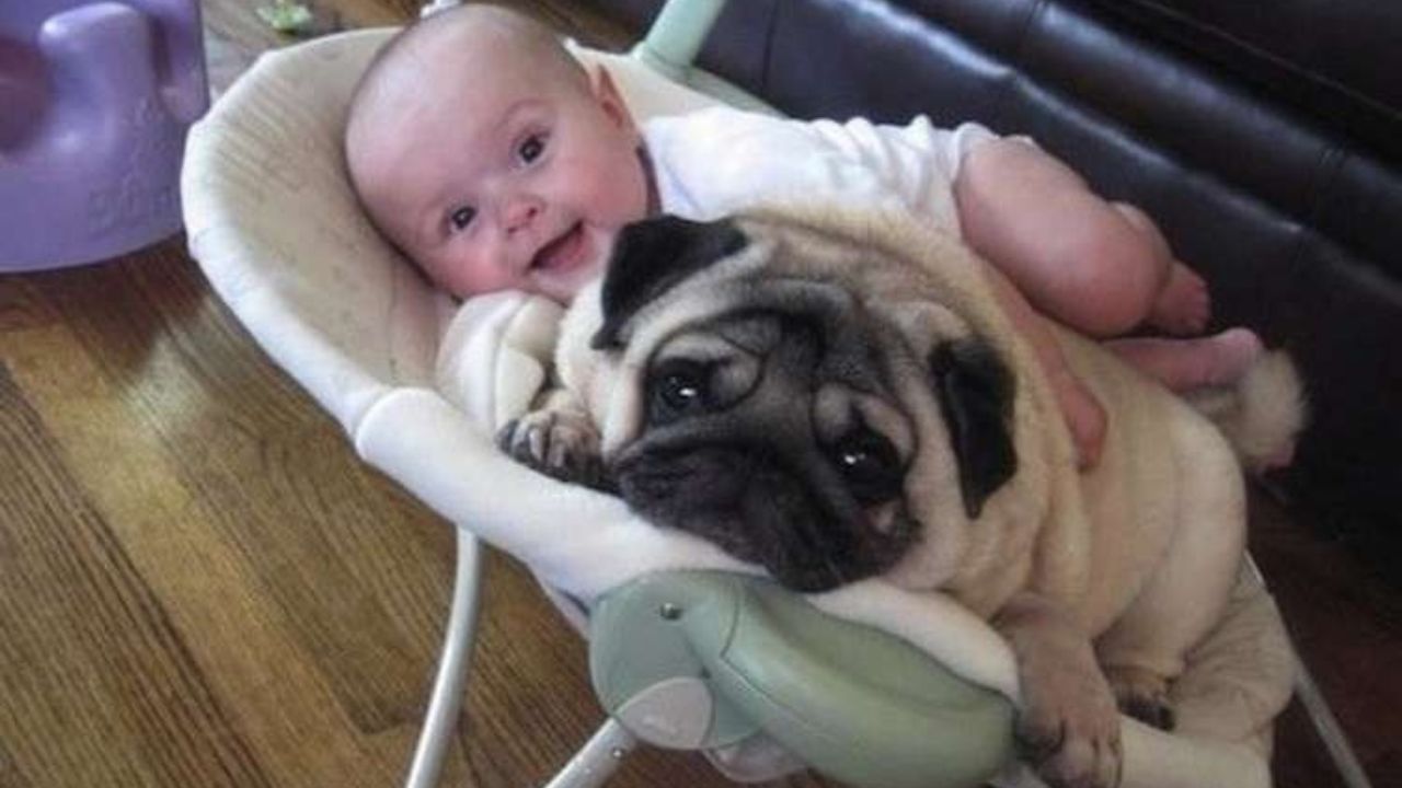 Cane e neonato