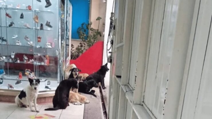 Cani randagi trovano riparo in un negozio di scarpe