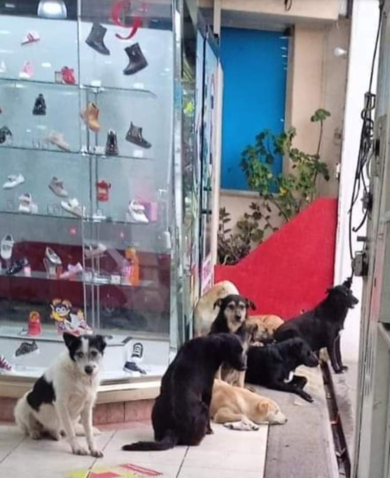 Cani randagi trovano riparo in un negozio di scarpe