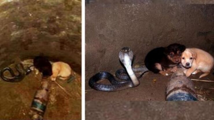Cobra aiuta i cuccioli invece di mangiarli