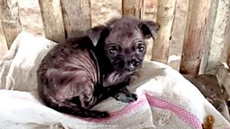 Cucciolo abbandonato in un pollaio dal suo proprietario