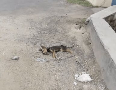 Cucciolo continua a scodinzolare nonostante la malattia