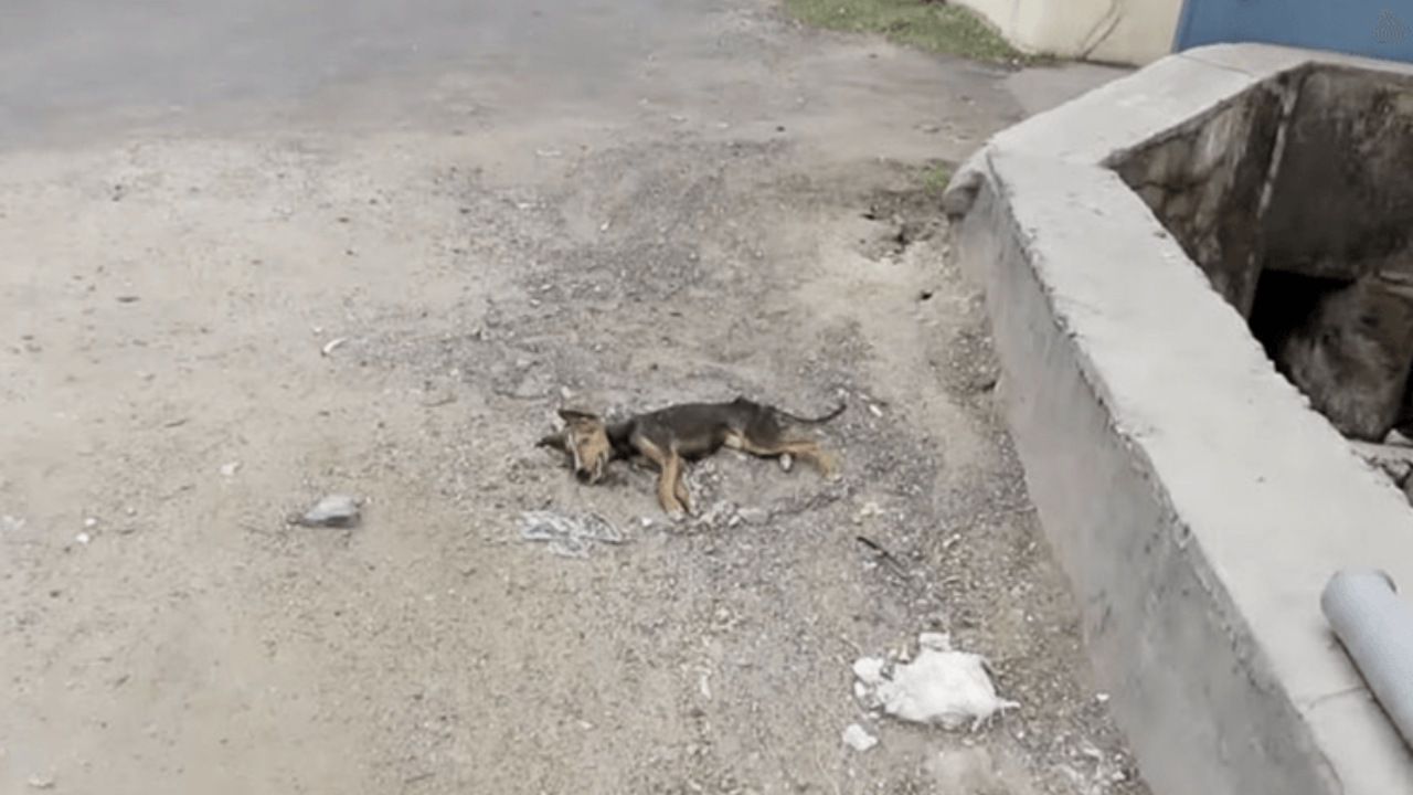 Cucciolo continua a scodinzolare nonostante la malattia