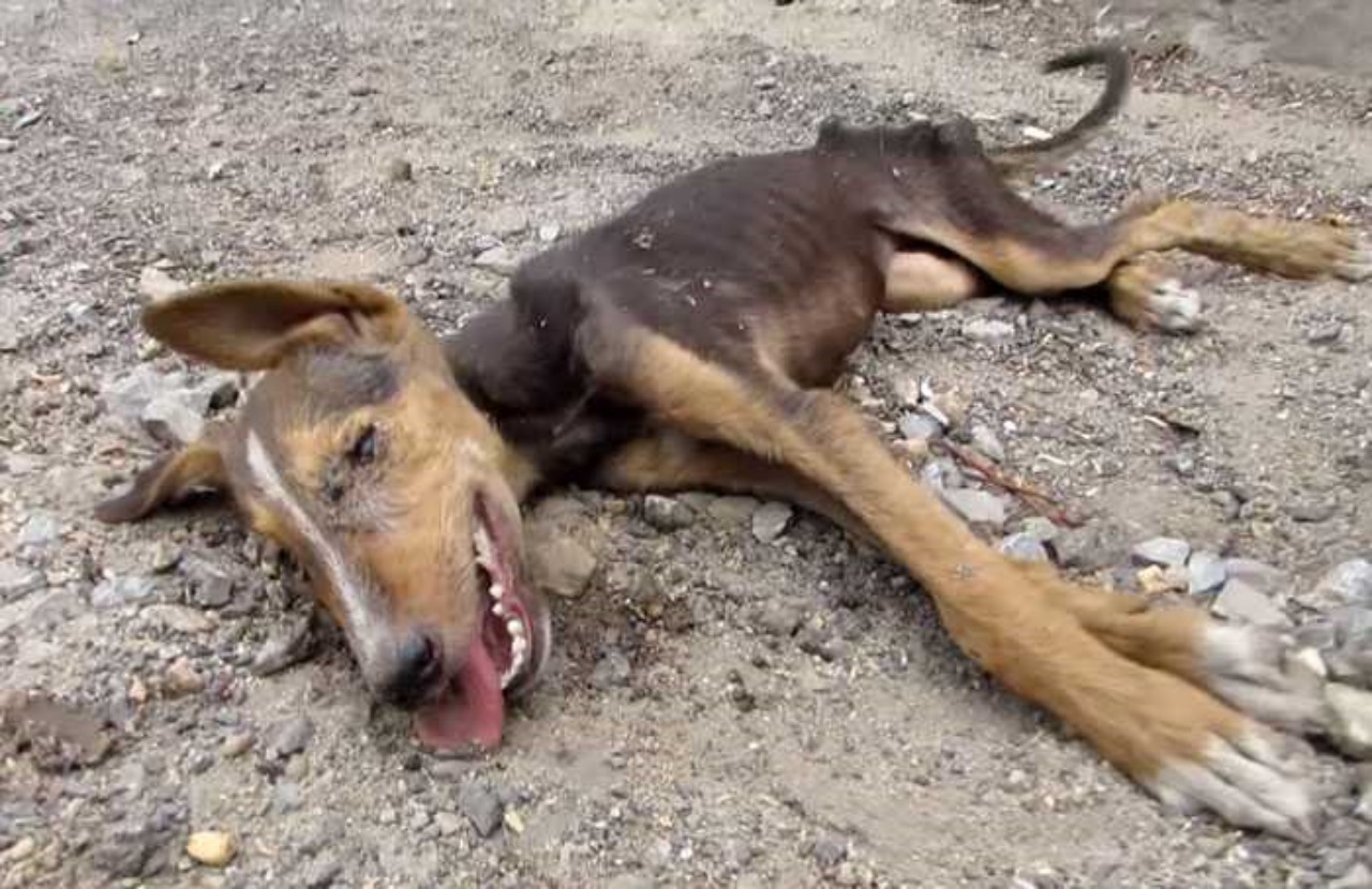 Cucciolo continua a scodinzolare nonostante la malattia