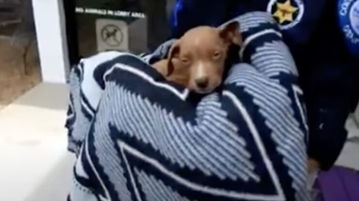 Cucciolo di Pitbull pesava solo 1,8 kg