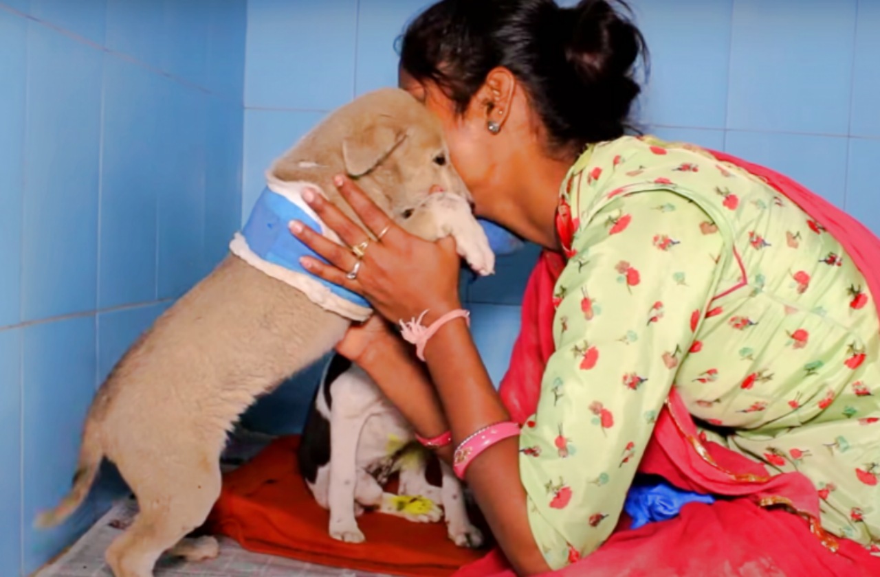 Cucciolo ferito salvato dai volontari