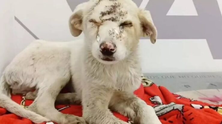 Cucciolo soffre a causa dell'uomo