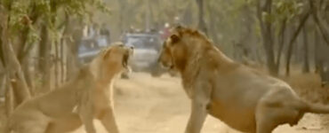 Questi due leoni stanno litigando