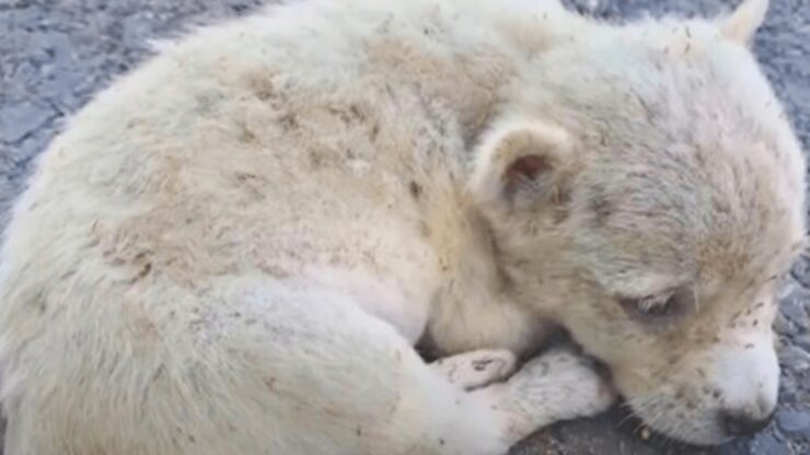 Donna salva un cucciolo randagio pieno di pulci