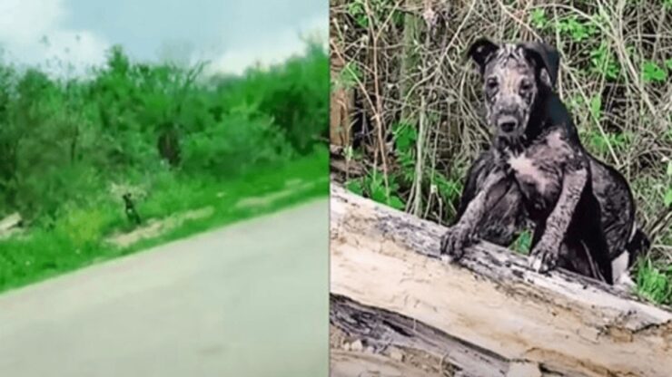 Donna trova due cuccioli in pessime condizioni