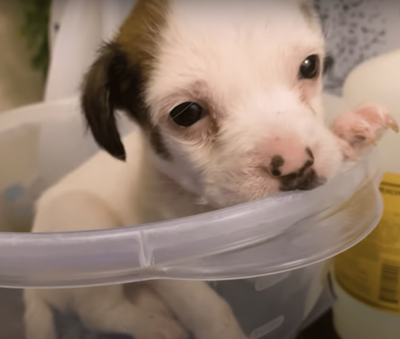 Donna trova una scatola di cartone con dentro un cucciolo