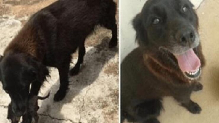 Due cani salvano un cucciolo orfano