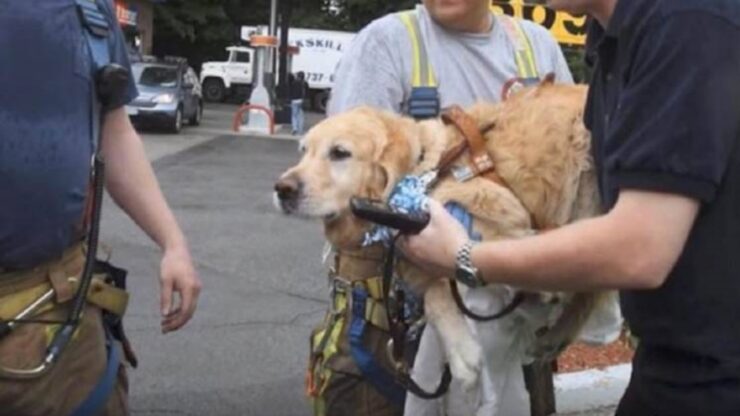 Golden Retriever salta addosso ad un autobus