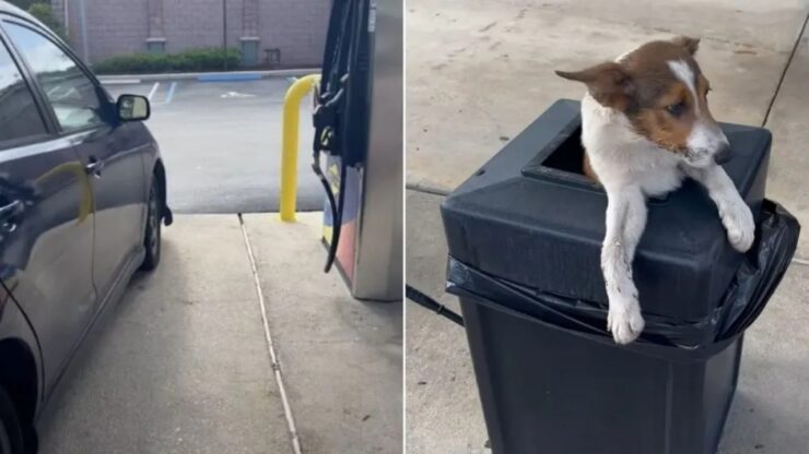 In una stazione di servizio una donna trova due cani