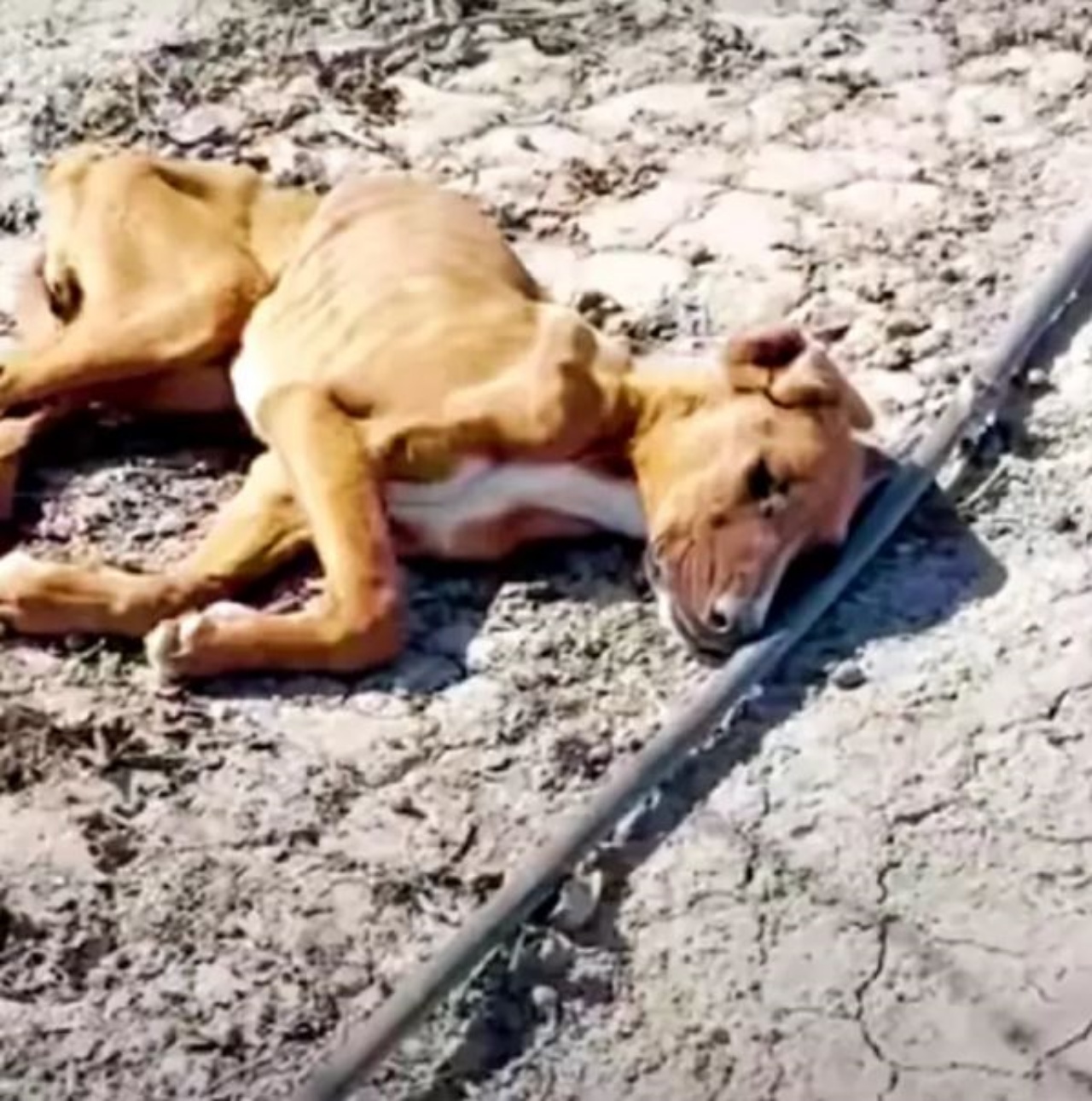 una cagnolina in fin di vita