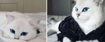 Gatto bianco sul letto