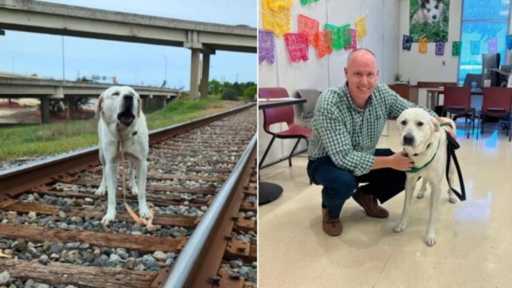 Labrador salvato sui binari del treno