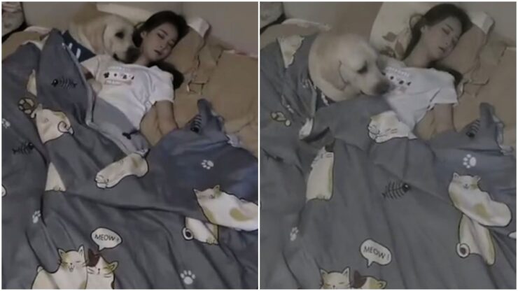 Labrador copre la sua padrona
