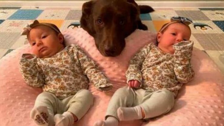 Labrador Retriever si prende cura di due gemelline