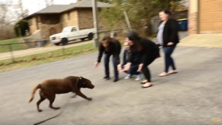 Labrador ritrova la famiglia dopo 5 anni