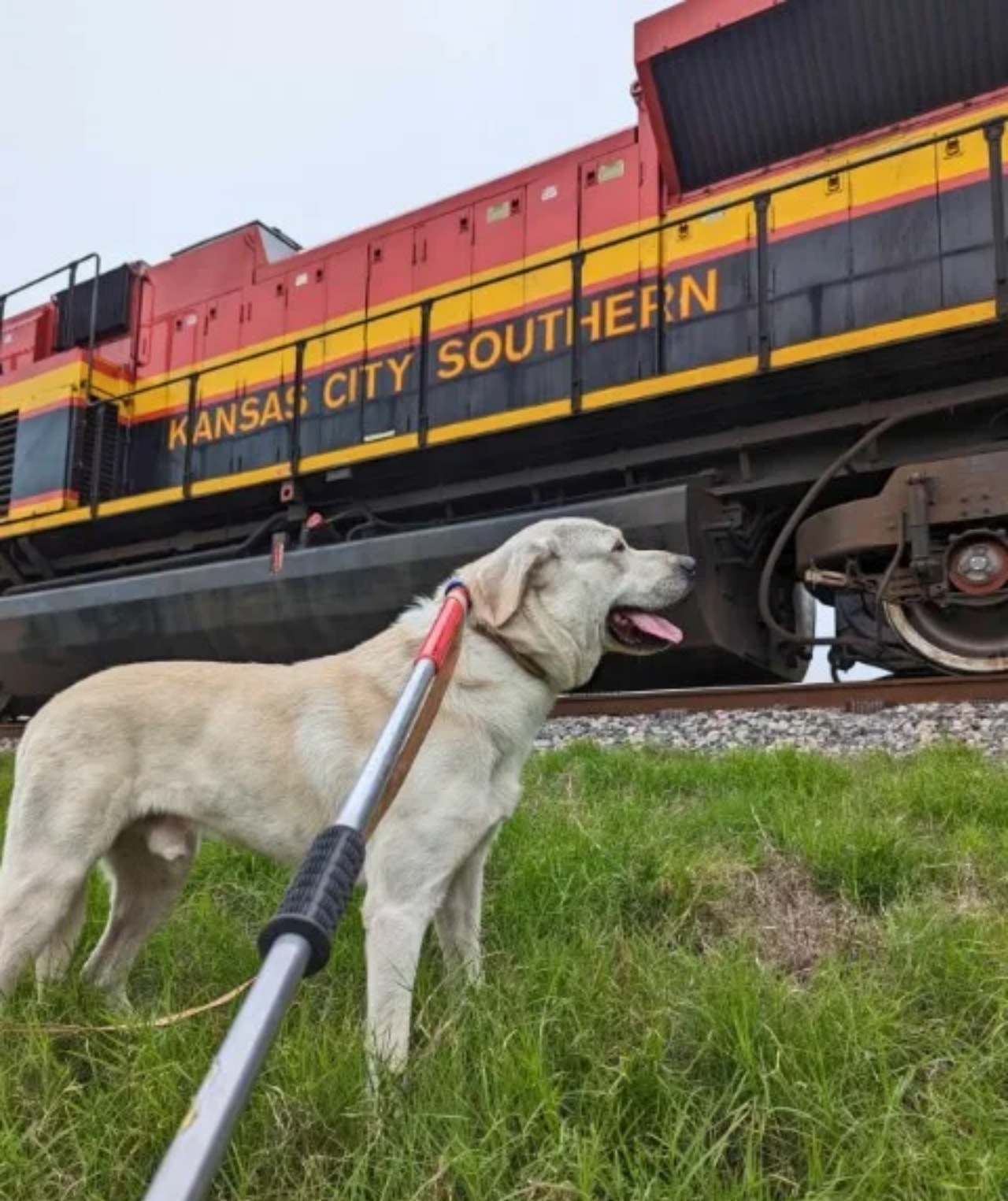 Labrador salvato sui binari del treno