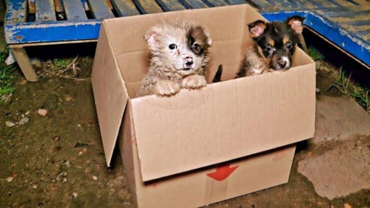 Cucciole nella scatola di cartone