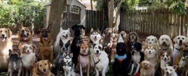 Foto di gruppo cani