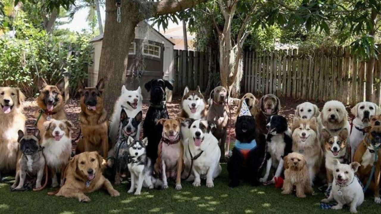 Foto di gruppo cani